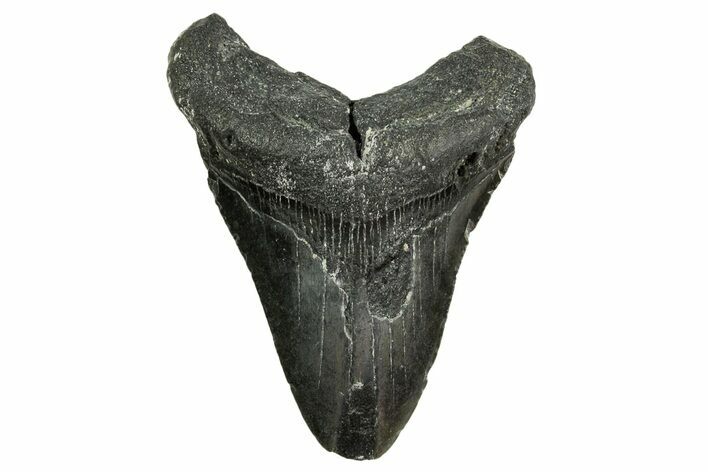Bargain, Fossil Megalodon Tooth - North Carolina #361723